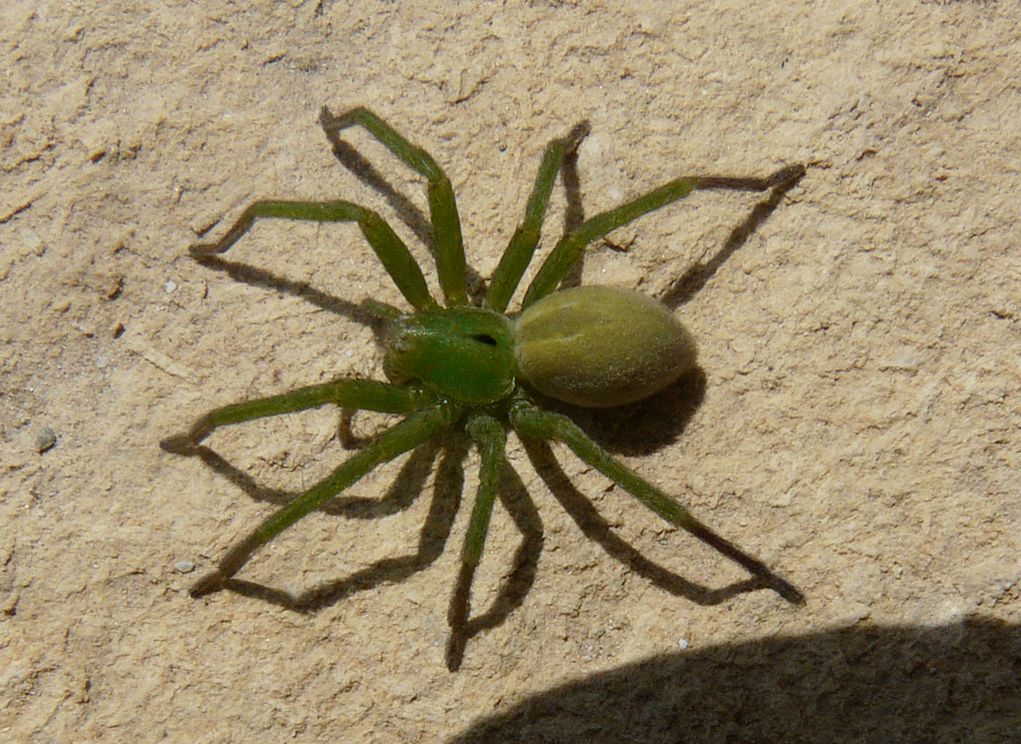 Micrommata cfr ligurina catturata da Pompilidae nero/arancio
