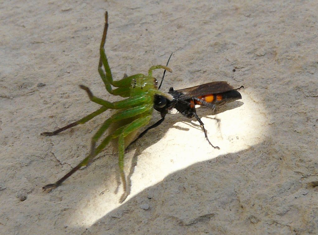 Micrommata cfr ligurina catturata da Pompilidae nero/arancio
