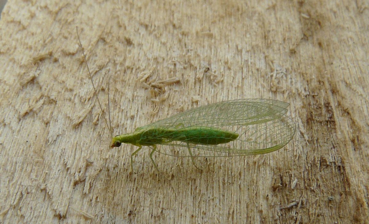 Chrysopidae da Creta (Chrysoperla sp.)