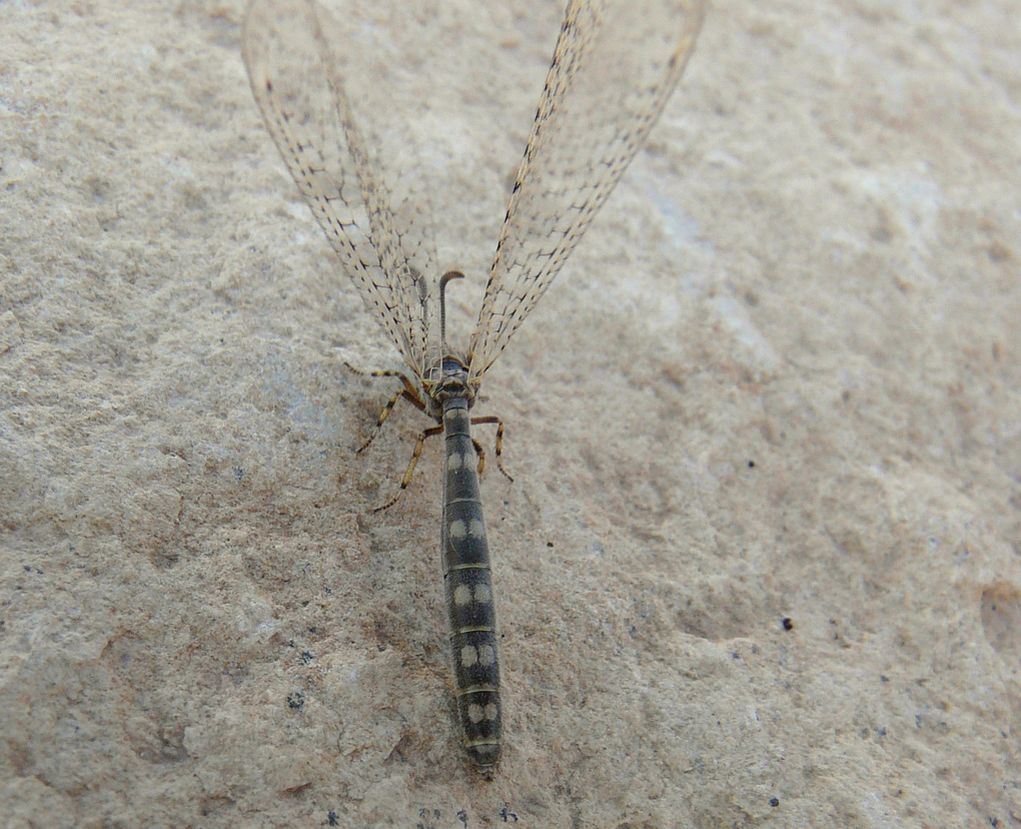 Delfimeus irroratus femina  da Creta