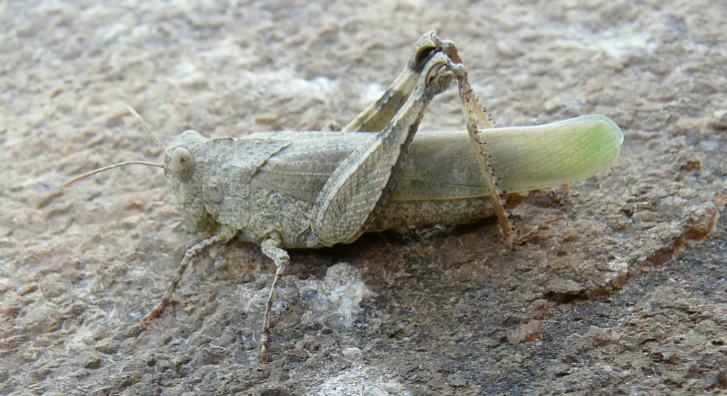 OEDIPODA VENUSTA? da creta