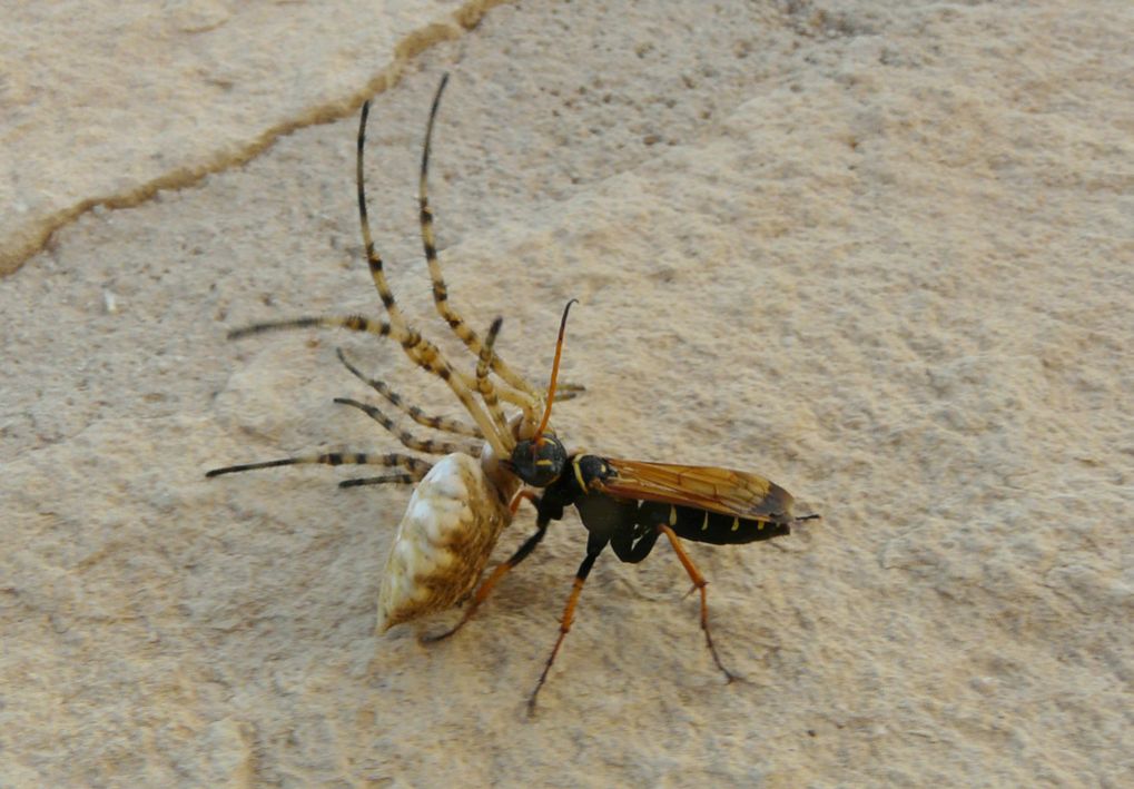 Argiope lobata catturata da Batozonellus lacerticida (Creta)