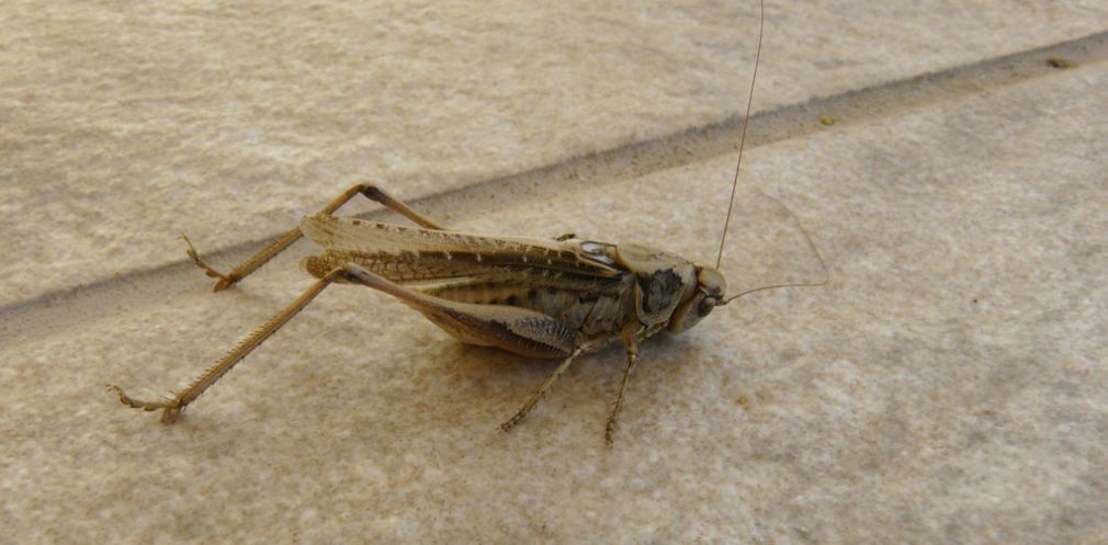 Platycleis catturata da uno Sphex sp. a Creta