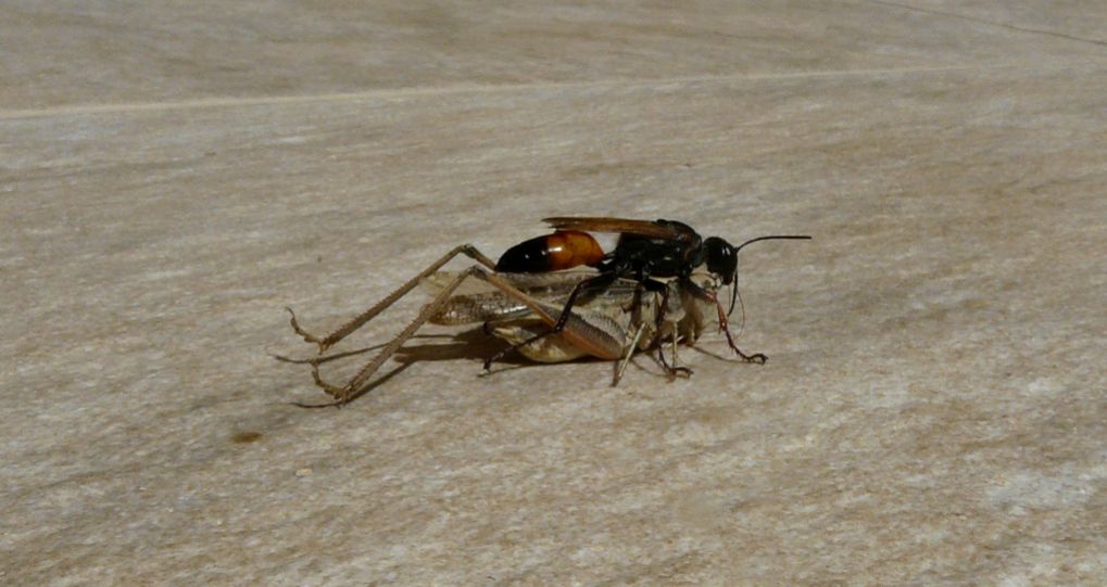 Platycleis catturata da uno Sphex sp. a Creta
