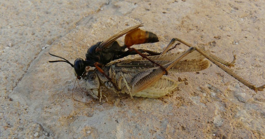 Platycleis catturata da uno Sphex sp. a Creta