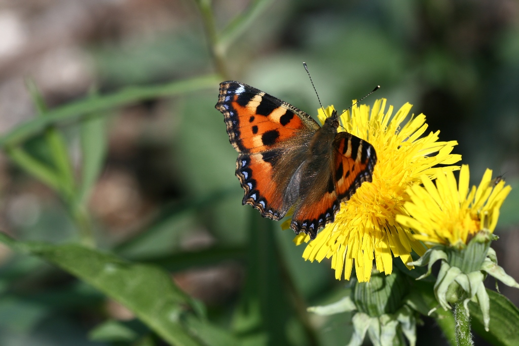 Aglais urticae