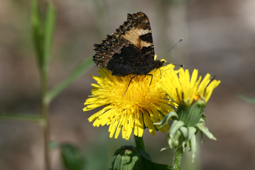 Aglais urticae