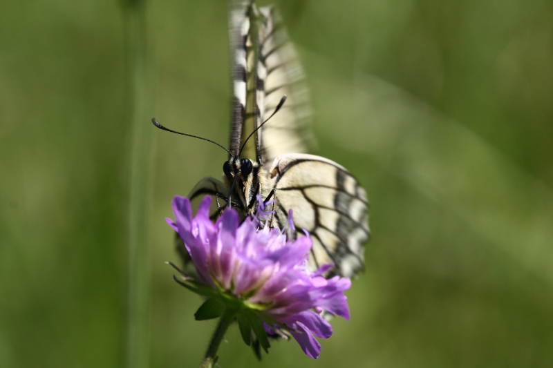 Da determinare (Papilionidi?)