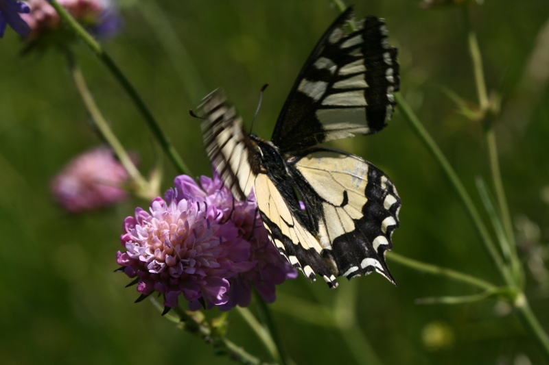 Da determinare (Papilionidi?)