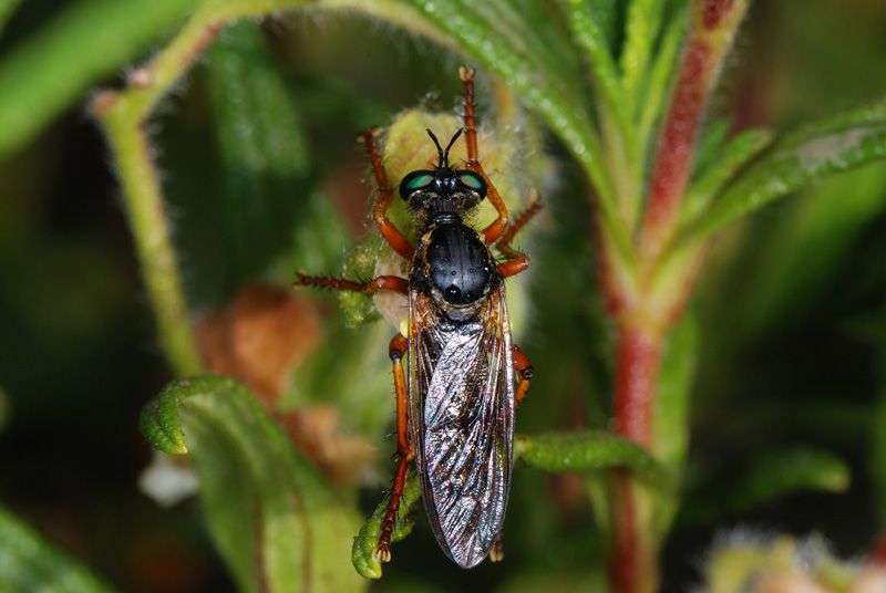 Dittero Asilidae: Saropogon sp., femmina