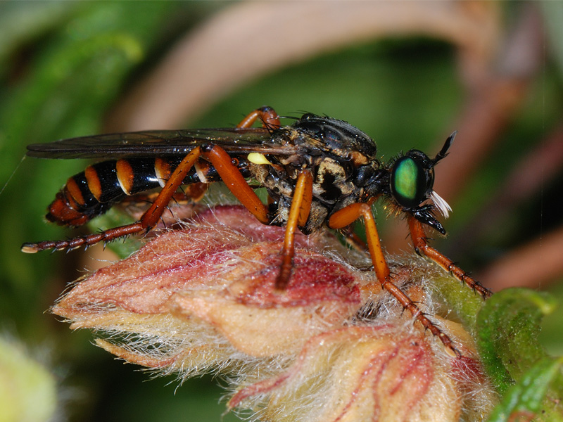 Dittero Asilidae: Saropogon sp., femmina