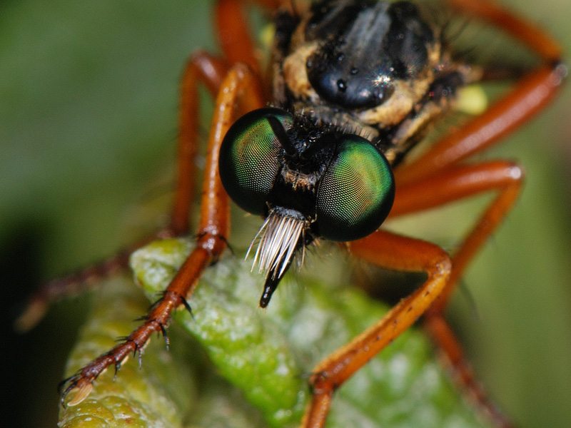 Dittero Asilidae: Saropogon sp., femmina