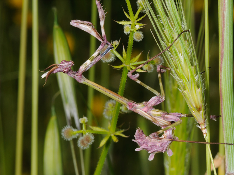 Empusa pennata