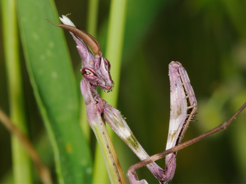 Empusa pennata