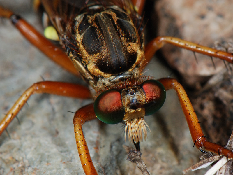 Dittero Asilidae: Saropogon sp., femmina