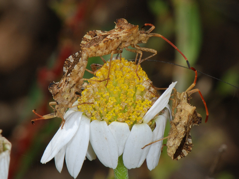 Centrocoris spiniger