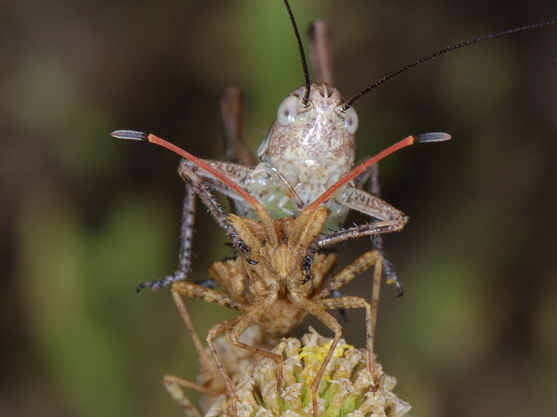 Centrocoris spiniger