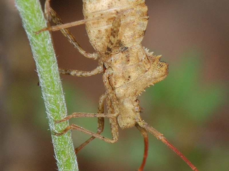 Centrocoris spiniger