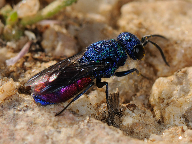 Chrysididae da identificare: Chrysis graelsii sybarita