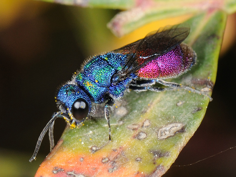 Chrysididae da identificare: Chrysis graelsii sybarita