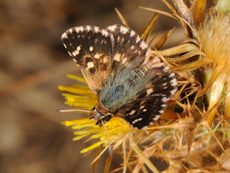 Spialia therapne - Hesperiidae. Sardegna