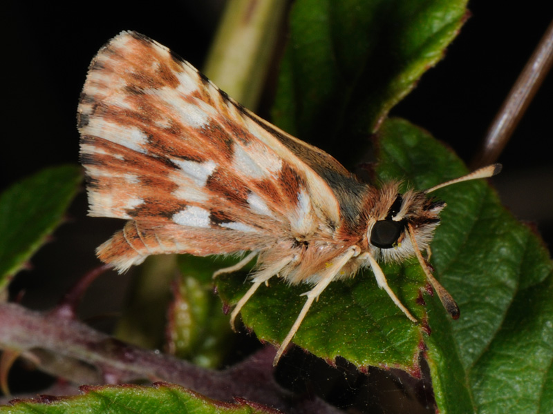 Spialia therapne - Hesperiidae. Sardegna