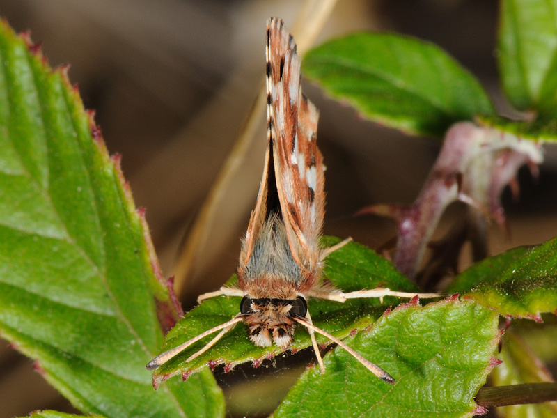 Spialia therapne - Hesperiidae. Sardegna