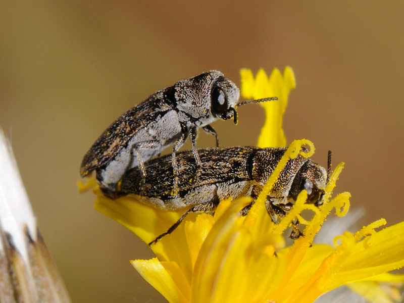 buprestidae? Acmaeoderella adspersula