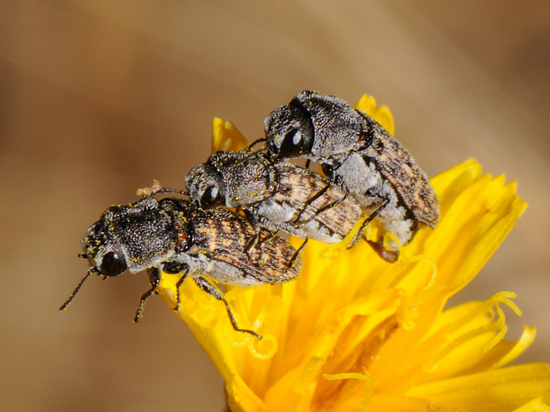 buprestidae? Acmaeoderella adspersula