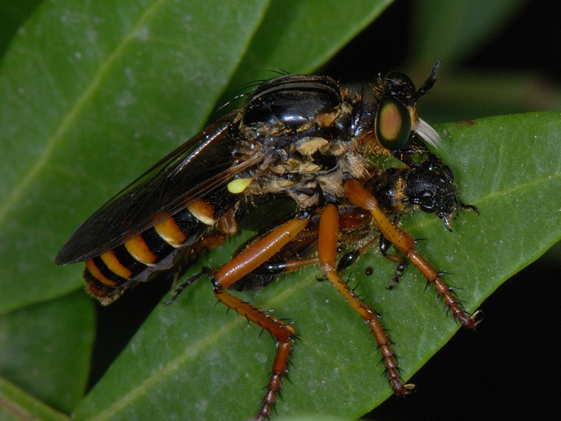 Galleria di insetti predatori e loro prede