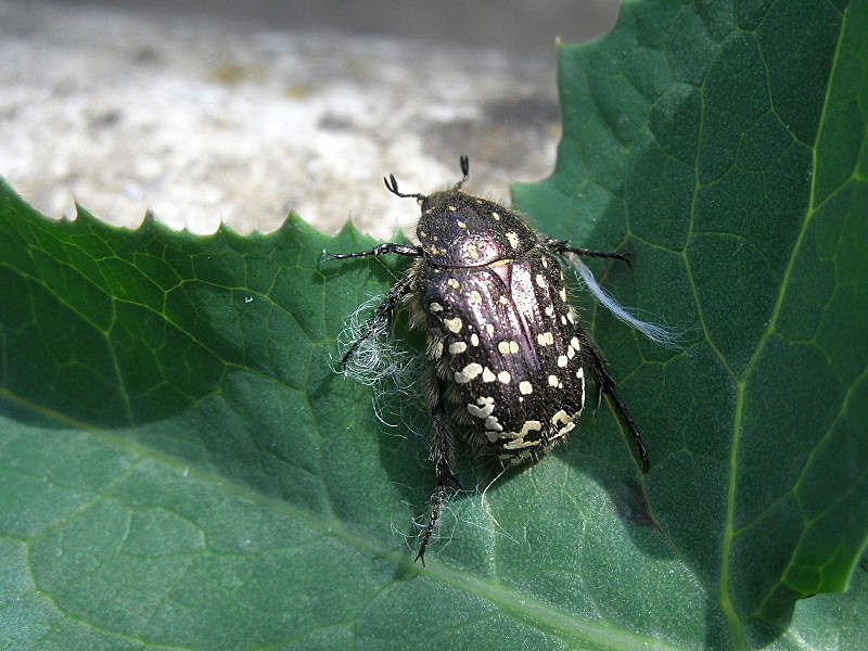 Oxythyrea funesta
