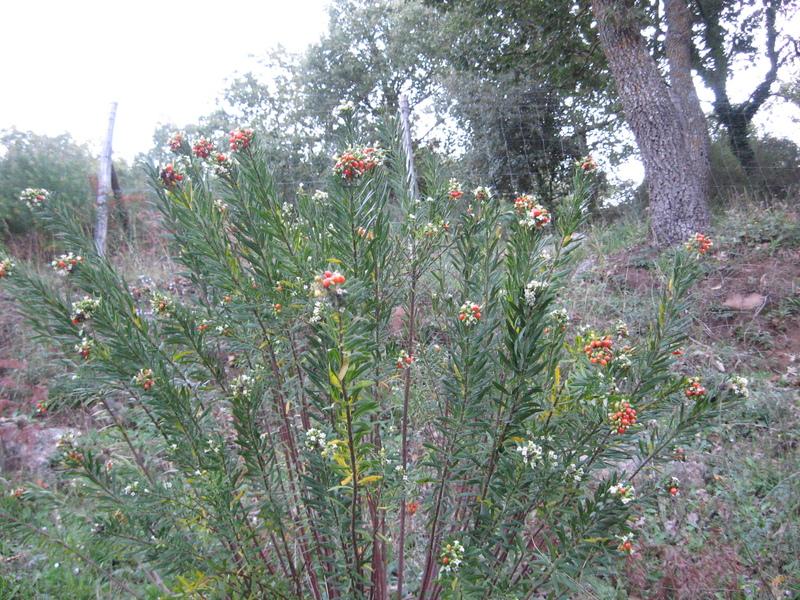 Daphne gnidium / Dafne gnidio