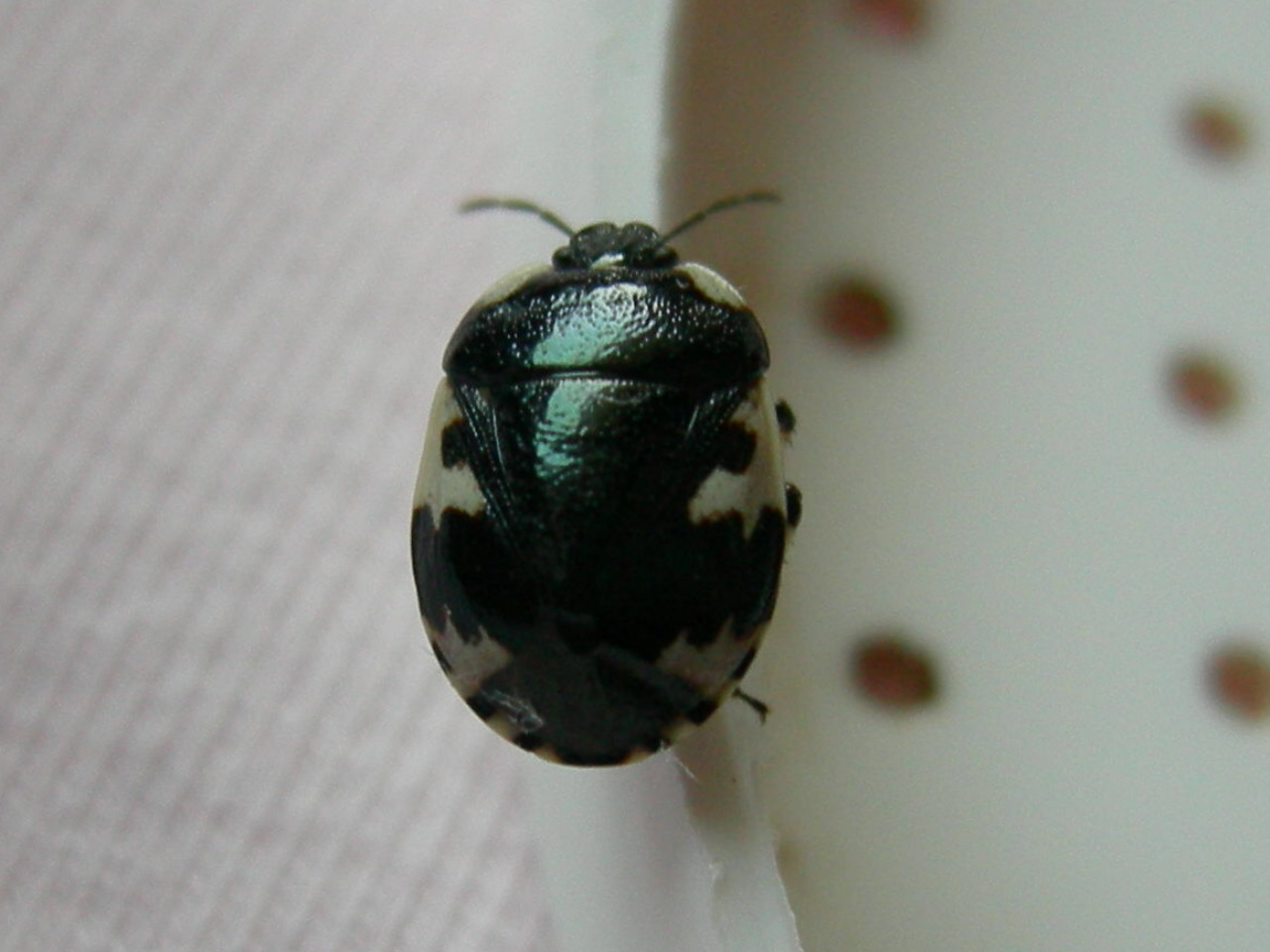 Tritomegas rotundipennis