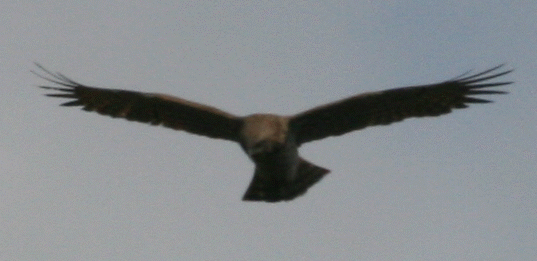 Identificazione Rapace