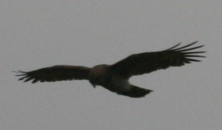 Identificazione Rapace