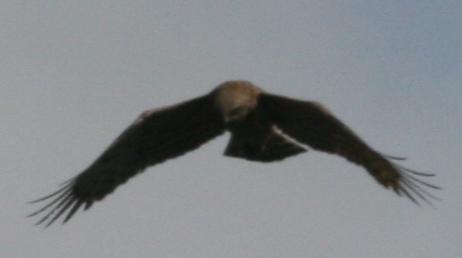 Identificazione Rapace