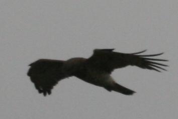 Identificazione Rapace