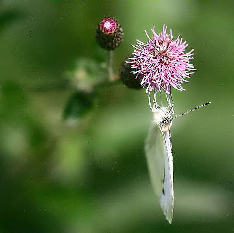 Farfalla...in verticale..