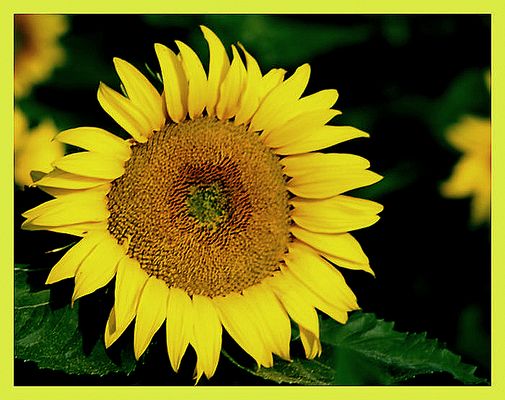 fioriture..nell''Ovadese..