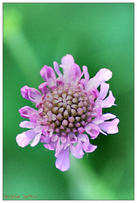 Fiore di montagna......sospeso...