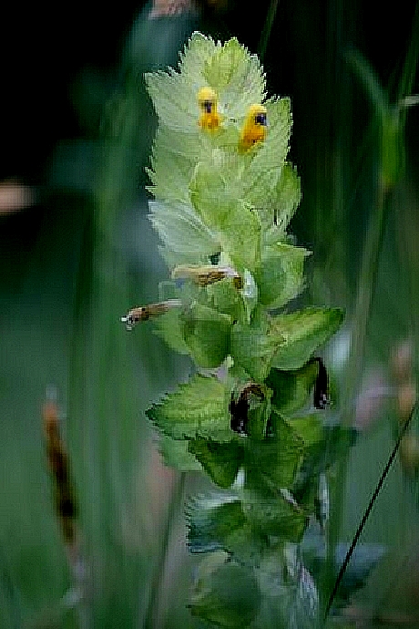 fiore o pianta del sottobosco..?.- Rhinanthus sp