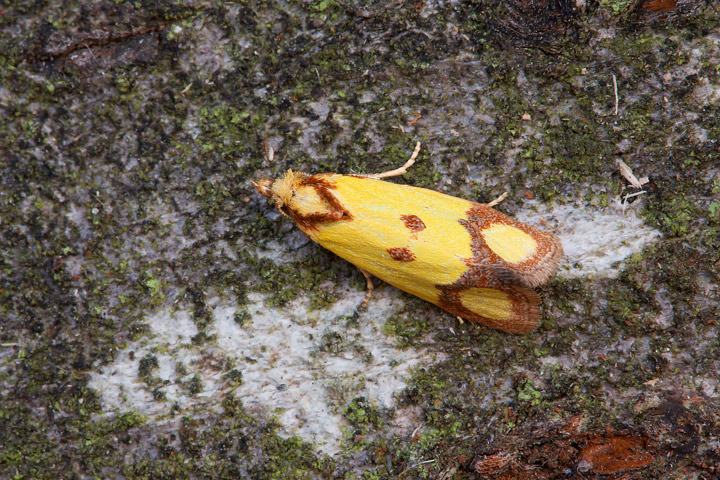 Agapeta zoegana