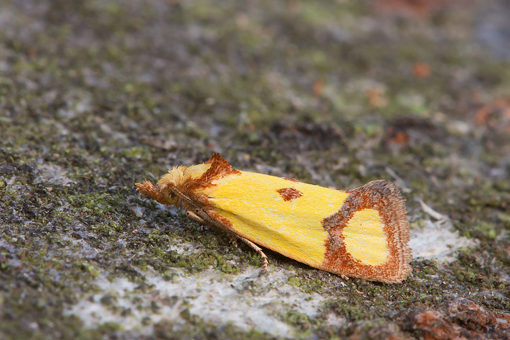 Agapeta zoegana