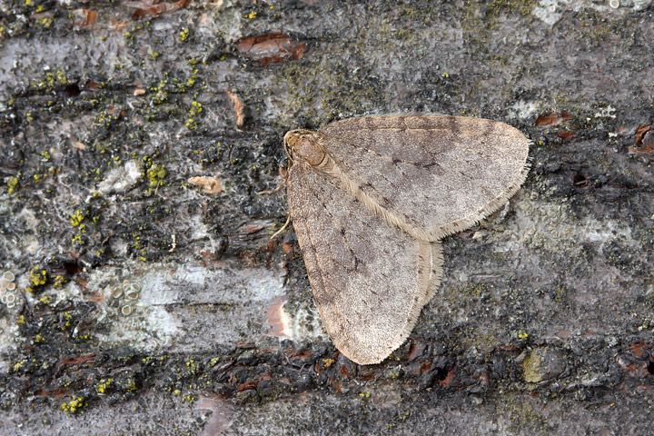 Agriopis o Erannis? - Operophtera brumata