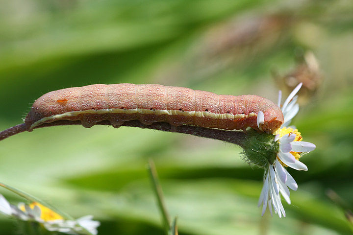 bruchi da identificare