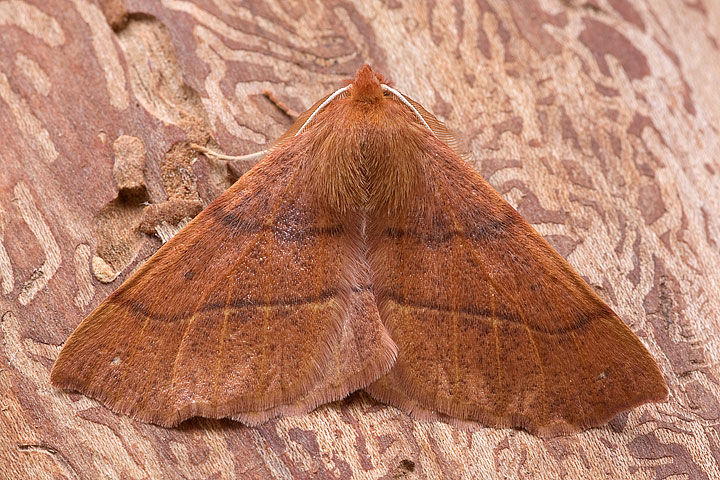 Colotois pennaria (Geometridae)