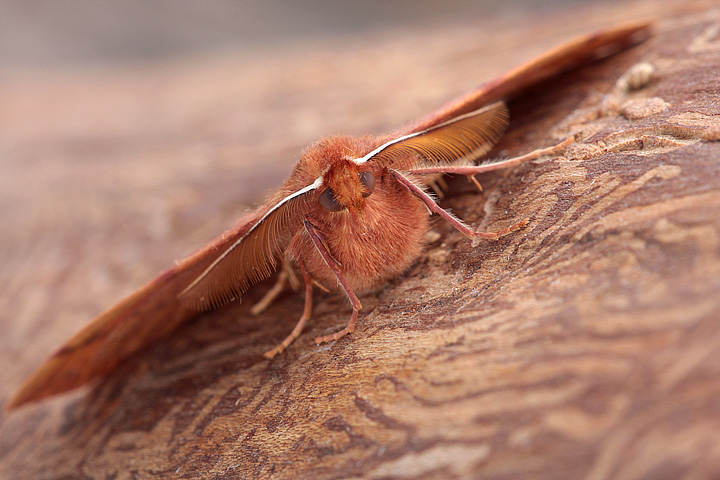 Colotois pennaria (Geometridae)