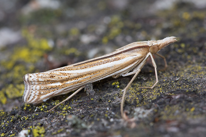 Crambus....?