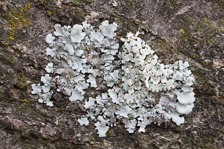 Mimetismo ben riuscito: Nyctobrya (Bryopsis) muralis