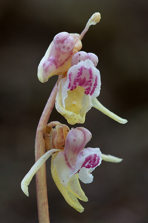 Epipogium aphyllum